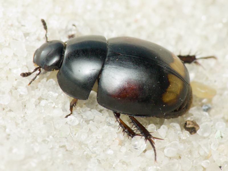 Hydrophilidae LatreiIle, 1802